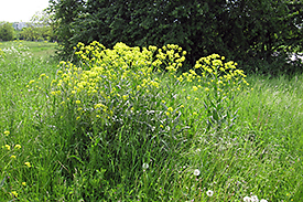 Bunias orientalis, Photo: Harald Auge/UFZ