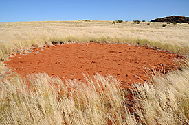 Close-up view of a fairy circle. Photo: Dr. Stephan Getzin/UFZ Close-up view of a fairy circle. Photo: Dr. Stephan Getzin/UFZ
