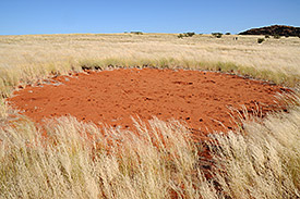 Close-up view of a fairy circle. Photo: Dr. Stephan Getzin/UFZ