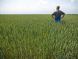 Intensivierung der Landwirtschaft in Westeuropa - wie hier in der Querfurter Platte. Foto: André Künzelmann/UFZ