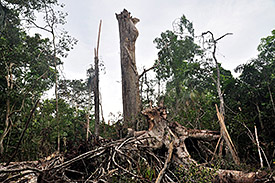 Remnants of BCI's famous Big Tree, which died in 2013 on the island.