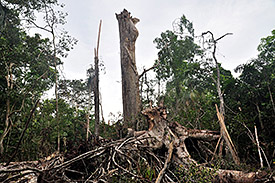 Überreste des berühmten Big Trees's von Barro Colorado Island, der im Jahr 2013 starb. Überreste des berühmten Big Trees's von Barro Colorado Island, der im Jahr 2013 starb.