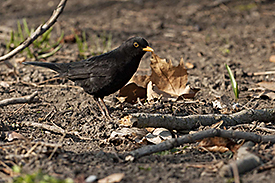 Blackbird. Photo: André Künzelmann/UFZ