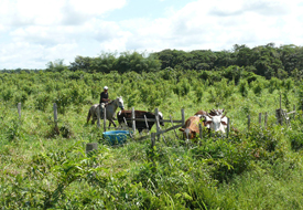 Nachhaltige agro-silvo-pastorile Bewirtschaftungssysteme