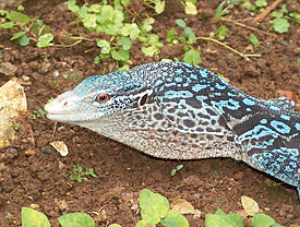 Blaue Baumwaran (Varanus macraei)