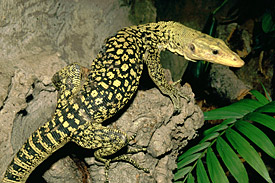 Quittenwaran (Varanus melinus) Quittenwaran (Varanus melinus)
