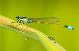 Common Bluetail Ischnura senegalensis Small Dragonfly Ischnura senegalensis