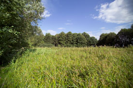 Marsh area near Leipzig