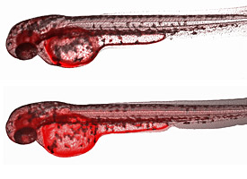 Embryos of the zebrafish (Danio rerio)