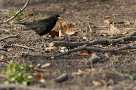 Amsel