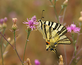 Scarce Swallowtail (Iphiclides podalirius)