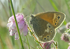 Large Heath or Common Ringlet (Coenonympha tullia)