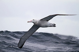 Wandering albatross in flight in rough sea