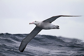 Wandering albatross in flight in rough sea Wandering albatross in flight in rough sea