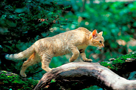 Wildkatze auf Baumstamm