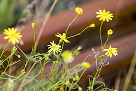 Schmalblättriges Greiskraut (Senecio inaequidens)