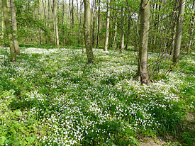 Leipziger Auwald Leipziger Auwald