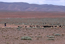 Nomaden mit ihrer Herde im Hochtal Taoujgalt des Hohen-Atlas-Gebirges im Marokko
