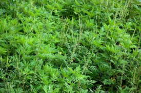 Die Beifuß-Ambrosie (Ambrosia artemisiifolia) stammt ursprünglich aus Nordamerika.