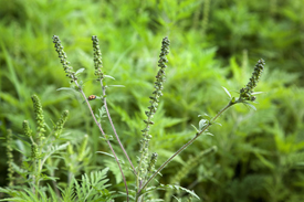 Beifuß-Ambrosie (Ambrosia artemisiifolia)