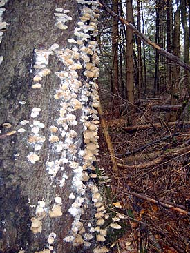 Bestimmte holzzerstörende Pilze (wie auf dem einen Bild zu sehen) sind besonders aktiv im Schadstoffabbau.