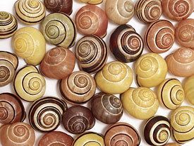 Snail shells of Cepaea nemoralis and Cepaea hortensis