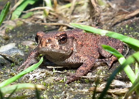 Insgesamt zehn Amphibienarten vom Teichmolch fanden die Wissenschaftler in den Teichen vor, darunter auch die Erdkröte