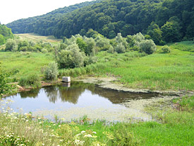 Amphibienteich in einer intakten Landschaft. Die Forscher untersuchten neun Jahre lang die Populationen verschiedener Frosch-, Kröten- und Molcharten in 54 Teichen und verglichen diese anschließend mit Daten zur Landnutzung in der Umgebung. Amphibienteich in einer intakten Landschaft. Die Forscher untersuchten neun Jahre lang die Populationen verschiedener Frosch-, Kröten- und Molcharten in 54 Teichen und verglichen diese anschließend mit Daten zur Landnutzung in der Umgebung.