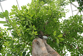Eine Hohe Feige (<i>Ficus altissima</i>) in der neuen Tropenerlebniswelt Gondwanaland des Zoo Leipzig Eine Hohe Feige (<i>Ficus altissima</i>) in der neuen Tropenerlebniswelt Gondwanaland des Zoo Leipzig