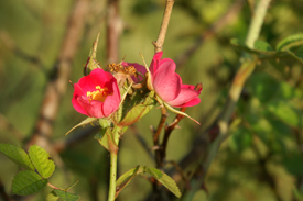 briar rose (Rosa rubiginosa) briar rose (Rosa rubiginosa)