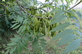 Gemeine Esche (Fraxinus excelsior)