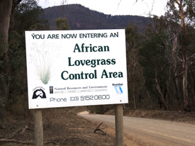 African Love Grass African Love Grass
