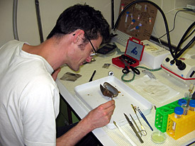 Frank Zielinski carrying out his research with the deep-sea mussel Bathymodiolus puteoserpentis