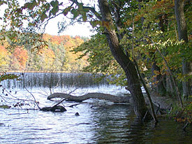 Natürliches Ufer am Großen Küstrinsee (Uckermark)