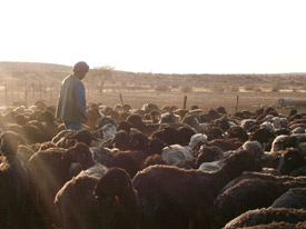 Hirte einer Karakulschafherde in Namibia Hirte einer Karakulschafherde in Namibia