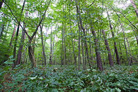 Vegetation im Wald
