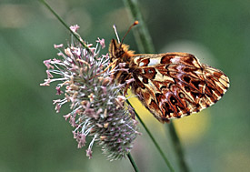 Natterwurz-Perlmutterfalters (Boloria titania)