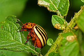 Der Kartoffelkäfer (Leptinotarsa decemlineata) Der Kartoffelkäfer (Leptinotarsa decemlineata)
