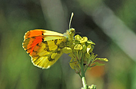 Butterfly Anthocharis euphenoides