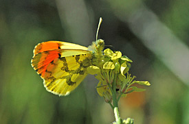 Gelber Aurorafalter (Anthocharis euphenoides)