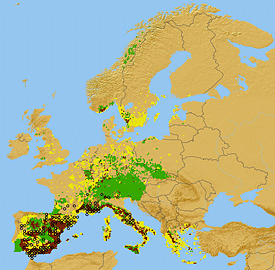 Current distribution of the butterfly