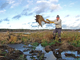 Ehrenamtliches Engagement bewahrt den Ahtialanjärvi-See im finnischen Lempääla vor dem Zuwachsen mit Schilf Helfer entfernt Schilf aus dem Ahtialanjärvi-See im finnischen Lempääla