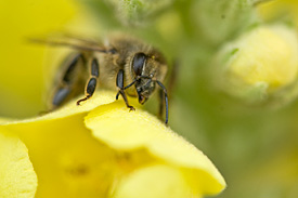 Honeybee on a blossom