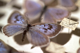 Maculinea arion Maculinea arion