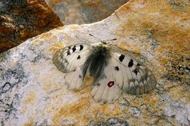 Parnassius phoebus Parnassius phoebus