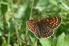 Melitaea diamina