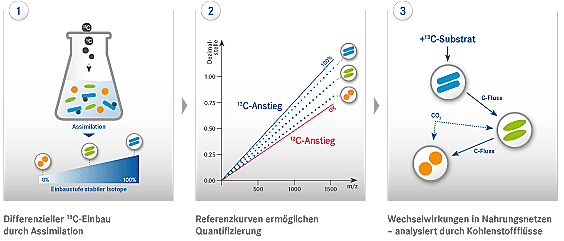 Methode: stable isotope probing (SIP)