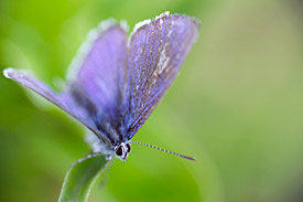 Schmetterling aus der Familie der Bläulinge (Lycaenidae)
