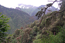 Bergwald in Yunnan, der Lebensraum der neuen Art. Bergwald in Yunnan, der Lebensraum der neuen Art.