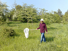 Dr. Xiushan Li doing transects within the German Butterfly monitoring scheme.